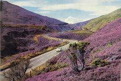 Purple heather at Slochd