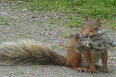 Red_Squirrel_Dray_Material