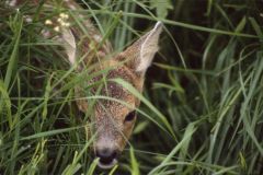 Roe_Deer_Fawn_Bryden-80-2000-2000-80-rd-255-255-255