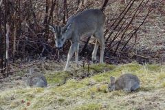 fawn_and_rabbits-126-2000-2000-80-rd-255-255-255
