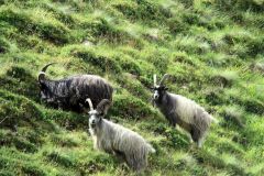 feral_goats-89-2000-2000-80-rd-255-255-255