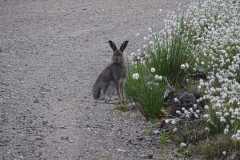 Mountain hare [photo by Chalie Cameron 2020]