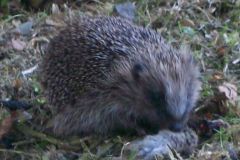 hedgehog_eating_mouse-116-2000-2000-80-rd-255-255-255