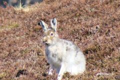 mountain_hare-101-2000-2000-80-rd-255-255-255