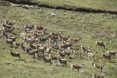 red_deer-102-2000-2000-80-rd-255-255-255