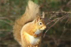 red_squirrel-106-2000-2000-80-rd-255-255-255