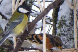 Birds