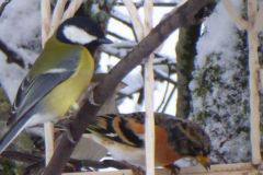 Brambling_GreatTit-132-2000-2000-80-rd-255-255-255