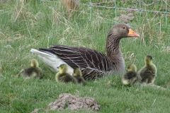Greylag_Goose-39-2000-2000-80-rd-255-255-255