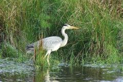 Heron_TowerBurn_Moy-122-2000-2000-80-rd-255-255-255