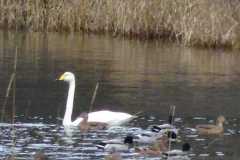 WhooperSwan_LochMoy_Nov2020.JPG