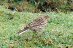 Meadow_pipit-100-2000-2000-80-rd-255-255-255