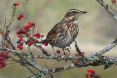 Redwing_Tomatin_Nov2021