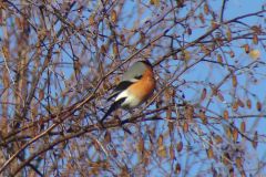 bullfinch-84-2000-2000-80-rd-255-255-255