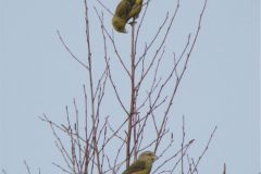 crossbills-86-2000-2000-80-rd-255-255-255