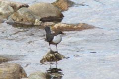 dipper-87-2000-2000-80-rd-255-255-255