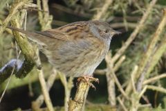 dunnock-88-2000-2000-80-rd-255-255-255