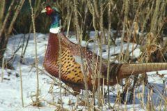 garden_pheasant-91-2000-2000-80-rd-255-255-255