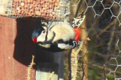 great_spotted_woodpecker-92-2000-2000-80-rd-255-255-255