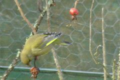 greenfinch-93-2000-2000-80-rd-255-255-255