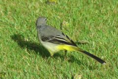 grey_wagtail-94-2000-2000-80-rd-255-255-255