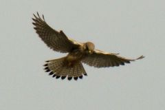 kestrel1-95-2000-2000-80-rd-255-255-255