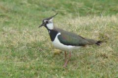 lapwing-96-2000-2000-80-rd-255-255-255