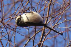 long_tailed_tit-97-2000-2000-80-rd-255-255-255