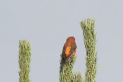 male_crossbill_01-98-2000-2000-80-rd-255-255-255