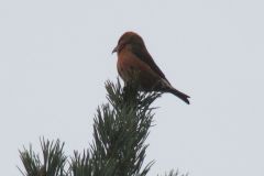 male_crossbill_02-99-2000-2000-80-rd-255-255-255