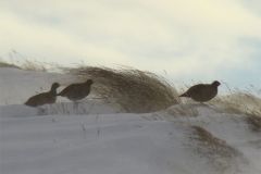 red_grouse_winter_2011-104-2000-2000-80-rd-255-255-255