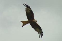 red_kite-105-2000-2000-80-rd-255-255-255