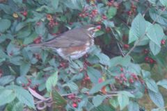 redwing-107-2000-2000-80-rd-255-255-255