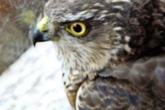 sparrowhawk-110-2000-2000-80-rd-255-255-255