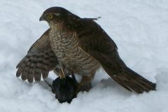 sparrowhawk_and_starling-24-2000-2000-80-rd-255-255-255
