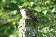 spotted_flycatcher-111-2000-2000-80-rd-255-255-255
