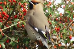 waxwing-113-2000-2000-80-rd-255-255-255