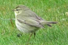 willow_warbler-114-2000-2000-80-rd-255-255-255