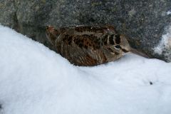 woodcock-118-2000-2000-80-rd-255-255-255