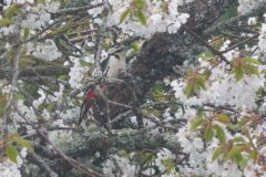woodpecker_in_cherryblossom-25-2000-2000-80-rd-255-255-255