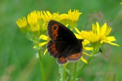 Scotch__Argus_butterfly-109-2000-2000-80-rd-255-255-255