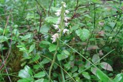 creeping_ladies_tresses-85-2000-2000-80-rd-255-255-255