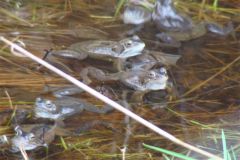 frogs-90-2000-2000-80-rd-255-255-255