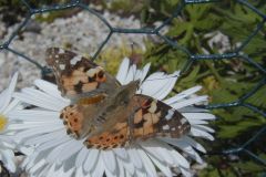 paintedlady-103-2000-2000-80-rd-255-255-255