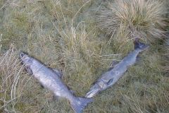 salmon_after_Findhorn_spate-108-2000-2000-80-rd-255-255-255