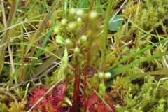 sundew-112-2000-2000-80-rd-255-255-255