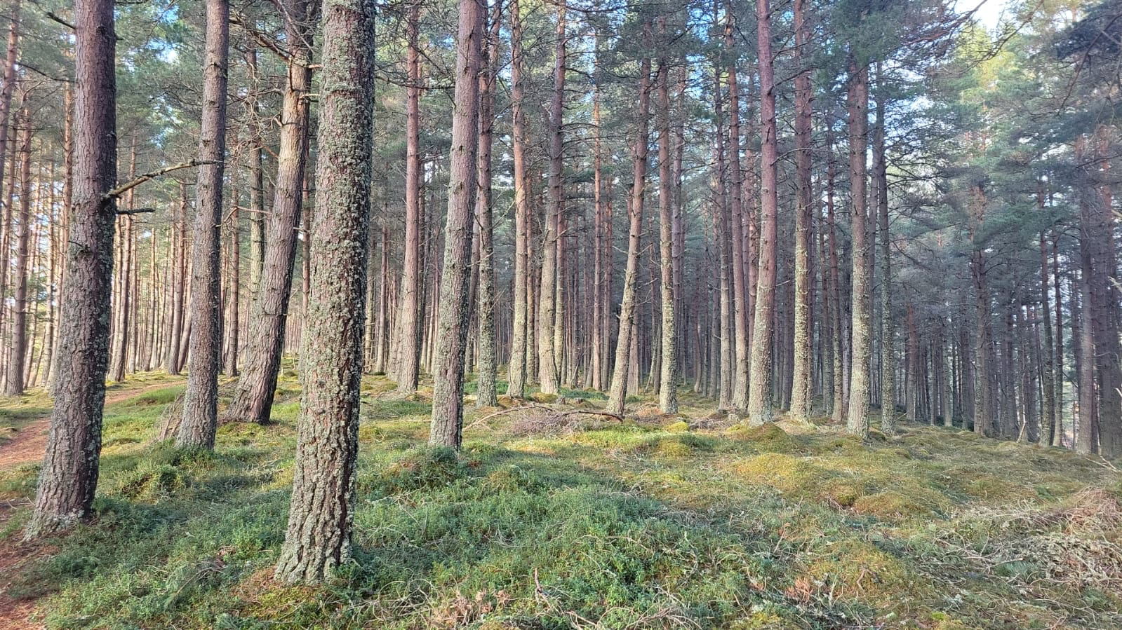 Scottish Land Fund announcement about Hazelbank Woods