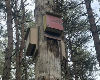 Bats and birds in boxes